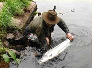 swanmeadow fishing 2.jpg