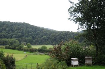 bee hives